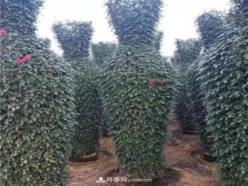 月季花瓶，南陽基地花瓶造型月季批發(fā)價格