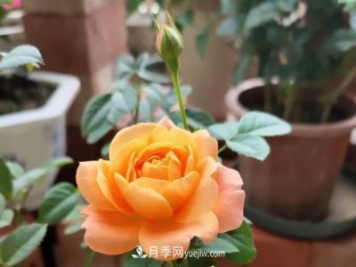 新手入坑月季，學(xué)好5個(gè)小妙招，果汁陽(yáng)臺(tái)月季輕松開(kāi)花滿盆