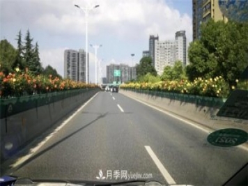 一路花開(kāi)一路美景 杭州高架月季正當(dāng)時(shí)