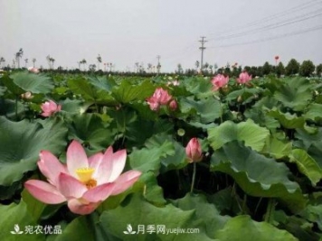 南陽鎮(zhèn)平中原荷花博覽園，一個蓮藕全產業(yè)鏈的南陽樣本