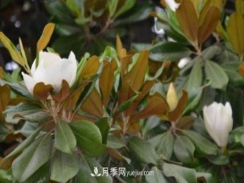南召縣張德倉，玉蘭苗木大王創(chuàng)業(yè)記