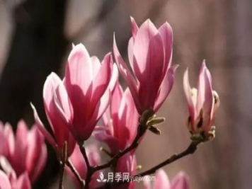 玉蘭飄香溢山鄉(xiāng)——南陽南召玉蘭產(chǎn)業(yè)紀實