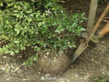小葉黃楊小苗和大葉黃楊小苗的區(qū)別
