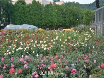 花開華南地區(qū)，哪些月季品種，征服了廣州這片“熱土”？