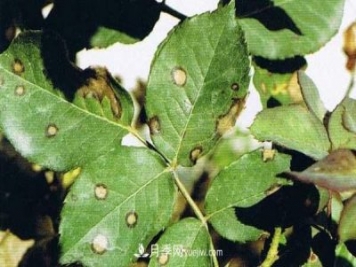 月季炭疽病癥狀、發(fā)病特點及防治方法