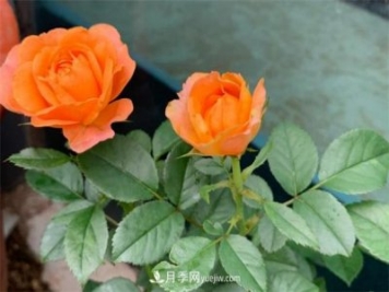 做為一個(gè)養(yǎng)花人，我和宿遷月季的不解之緣