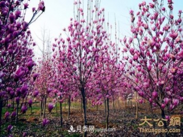 南陽南召：玉蘭苗木產(chǎn)業(yè) 飄香名揚天下