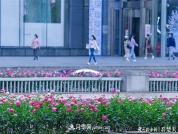 相約金秋，一場月季旋風(fēng)吹遍武漢漢陽三鎮(zhèn)！氣場強大堪比春天