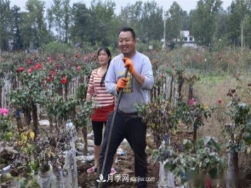 收來的月季老樁15塊錢一棵，枯死只能當(dāng)柴火，走進(jìn)南陽內(nèi)鄉(xiāng)樹形月季園
