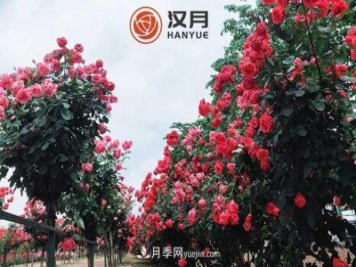 南陽(yáng)漢月農(nóng)業(yè)科技有限責(zé)任公司