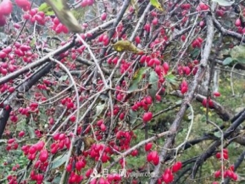 河南南陽(yáng)南召：?jiǎn)潭随?zhèn)山茱萸映紅致富路