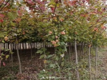 南陽美國紅楓基地批發(fā)價(jià)格出售