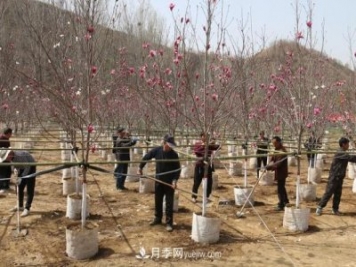 南陽南召：栽下玉蘭搖錢樹 念活苗木致富經