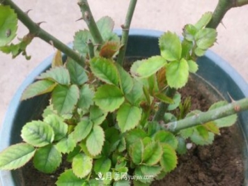 果汁陽(yáng)臺(tái)的根部爆了很多筍，筍全部留下，枝條全部剪下可以嗎？