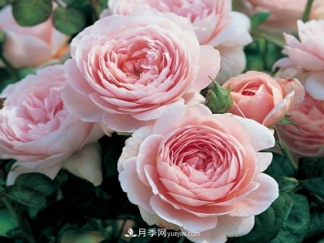 瑞典女王，這個月季王后用盆養(yǎng)殖注意5點，開花壯觀又霸氣