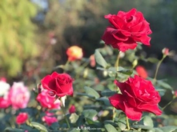 秋日暖陽花盛開，來上海濱江森林公園看金秋最美月季花