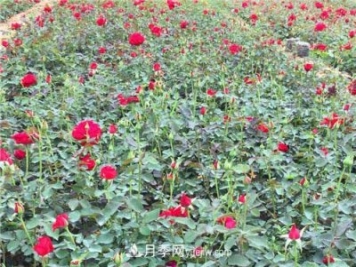 湖北宜昌:年輕夫妻創(chuàng)辦月季種植園，累并快樂(lè)著！