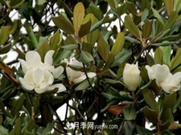 南召廣玉蘭樹種植方法，適合種植在家里嗎