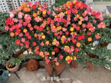 藤彩虹月季品種優(yōu)缺點(diǎn)是什么？