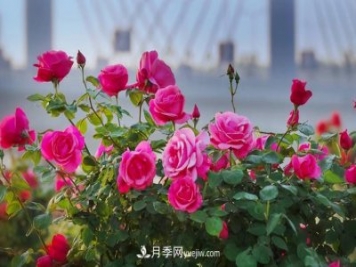 南陽(yáng)月季 大美中國(guó)