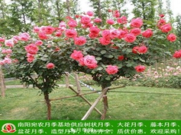 樹(shù)狀月季，藤本月季，大花月季，貨源充足價(jià)格合理