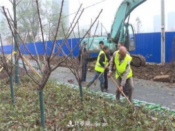 湖北應(yīng)城栽種花木1500余株 賞花來這里！