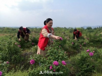 做美花木產(chǎn)業(yè) 浙江長興這個(gè)鄉(xiāng)村打造美麗經(jīng)濟(jì)