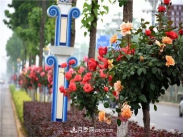 河北北京天津樹狀月季成風(fēng)景線，四季應(yīng)該怎么養(yǎng)護(hù)？