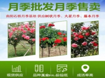 大花月季批發(fā)，樹(shù)狀月季批發(fā)，中國(guó)月季之鄉(xiāng)價(jià)格就是香！