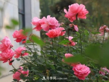 初冬，洛陽師范學(xué)院留得月季獨(dú)艷