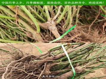 月季裸根苗，2020南陽月季裸根苗大量出貨中