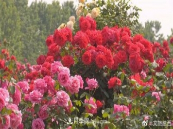 肥西縣三河鎮(zhèn)百畝樹狀月季園：花開正艷，產(chǎn)業(yè)增收
