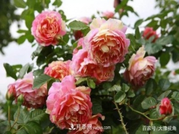 河南省各市市花，洛陽牡丹最出名，月季最受歡迎