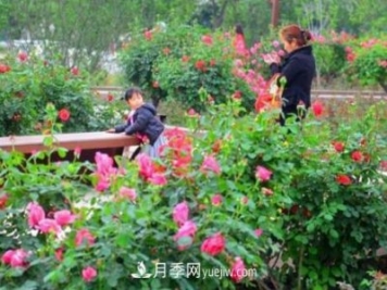 平頂山白龜湖公園20萬(wàn)株月季含苞待放 五一進(jìn)入盛花期