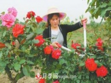 平頂山三百畝樹(shù)狀月季 帶領(lǐng)村民脫貧致富