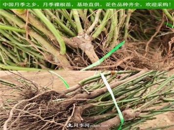 月季裸根苗什么時候栽種？教你把握最佳時機栽種