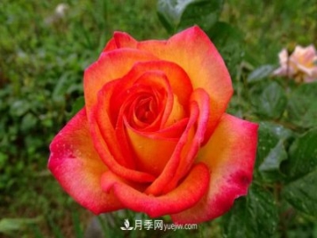 花魂月季的優(yōu)缺點是什么？