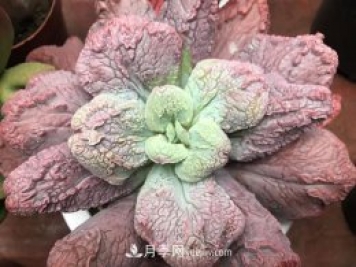 十大最丑多肉，你見過哪幾種？