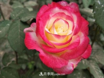 香水月季的栽培方法有哪些？