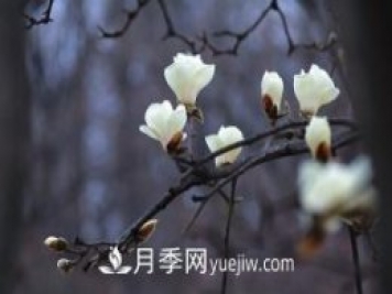 南召白玉蘭，廣玉蘭，紫玉蘭有什么區(qū)別，種植方法有哪些？