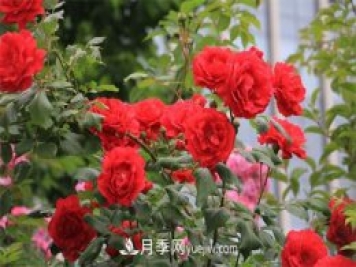 石家莊適合養(yǎng)月季花，市花和市樹是什么