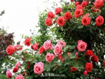 保定適合養(yǎng)月季，市花和市樹是什么