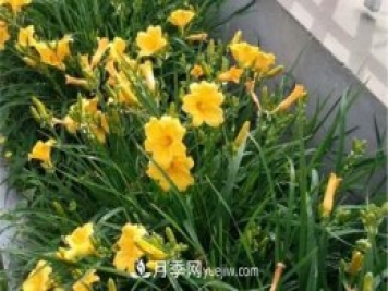 張家口適合養(yǎng)月季花，市花和市樹(shù)是什么
