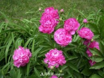 洛陽牡丹花的特點(diǎn)是什么？
