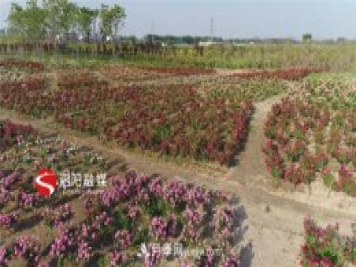 宿遷泗陽(yáng)：70萬(wàn)株月季繪就巨型“花開(kāi)圖”