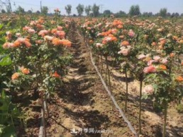 棒棒糖月季樹(shù)和樹(shù)樁月季有什么區(qū)別？