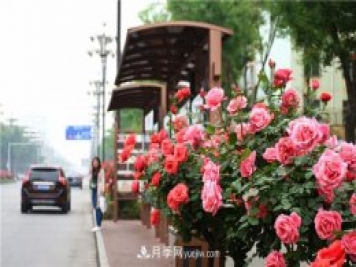 河北3公分樹(shù)狀月季，大花品種批發(fā)