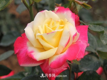 大花月季，大花月季批發(fā)基地