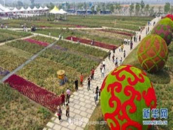 回顧記錄，中國月季展覽會花開阜陽