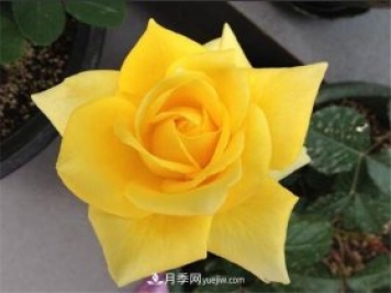 5種高顏值黃色系月季，漂亮又好養(yǎng)